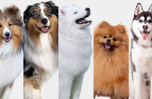 Double coat care and maintenance