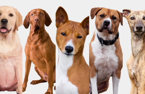 Complete guide to short coat care