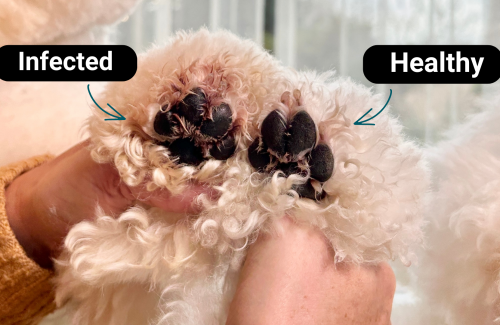 Understanding and Managing Paw Fungus in Pets