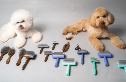 Ensuring both beauty and health: how often to brush your dog?