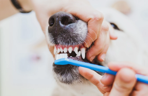 How to care for your dog&#039;s teeth?