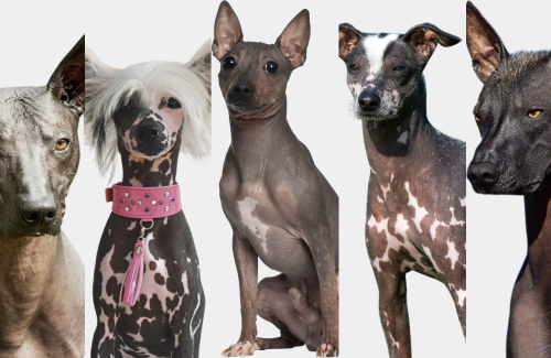 How to care for hairless breeds