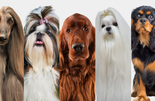 Complete guide to long coat care