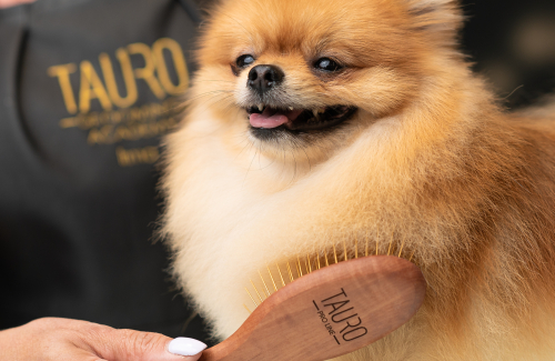 How to brush a long coat properly