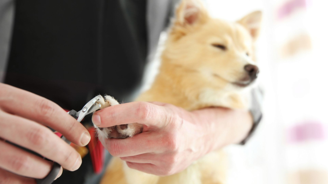 Nail Trimming for Dogs - Lomsnes Veterinary Hospital