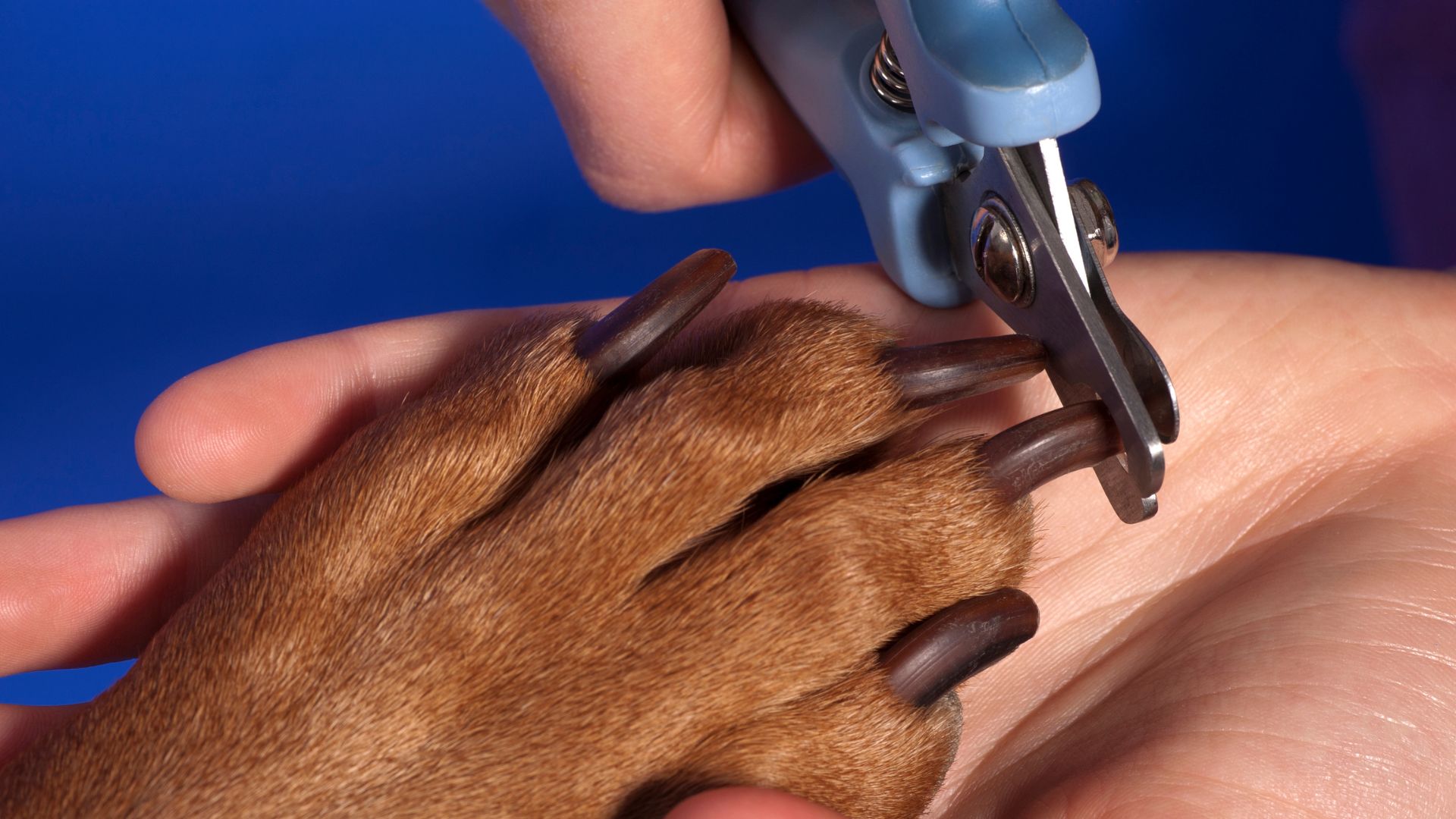 Pet Nail Care: More Important Than You May Think | Humane Society London &  Middlesex