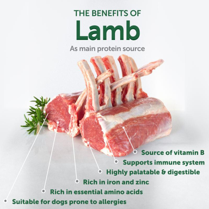 dry grain free food for adult dogs of small breeds with red coat, with lamb  - 1