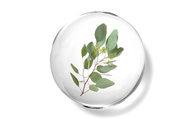 Eucalyptus Dives Essential Oil