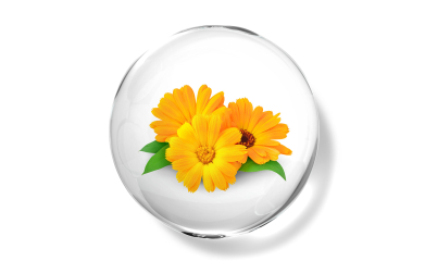 Marigold flower extract