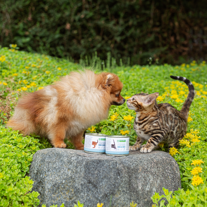 canned pet food for junior cats with chicken - 2