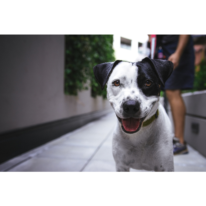 Canned food for dogs - 4