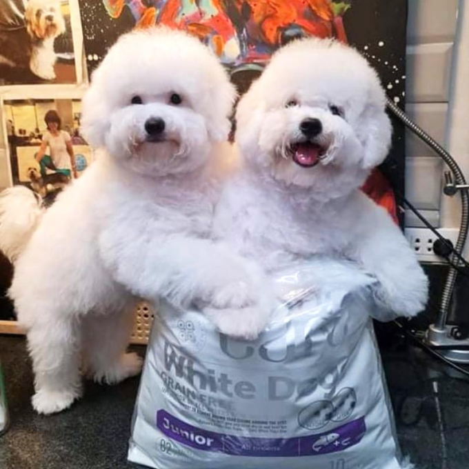 dry grain free food for junior dogs of all breeds with white coat, with salmon - 8