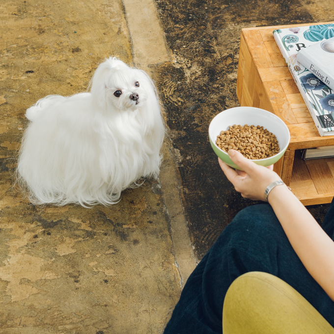 dry grain free pet food with salmon for adult sensitive dogs of all breeds - 6