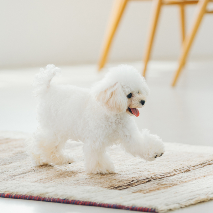 dry food for adult dogs of all breeds with sensitive skin and stomach, with lamb - 6