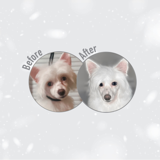 dry food with white fish for adult dogs of large breeds with white coat - 20