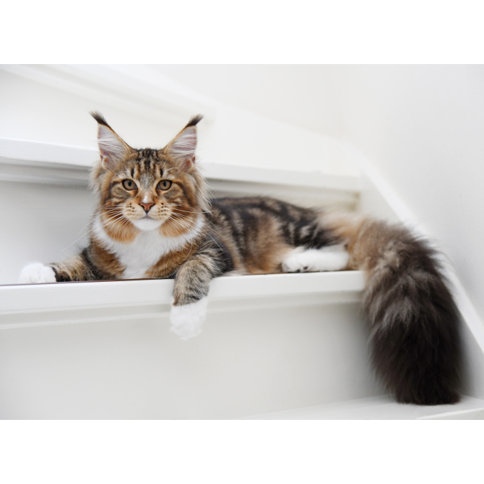 dry food for adult long haired cats with poultry - 7