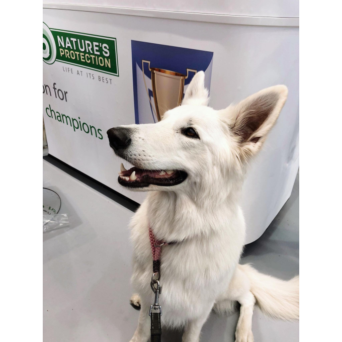 dry food for adult large breed dogs with poultry - 7