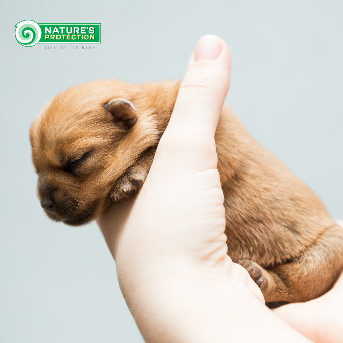 dry food for puppies of all breeds with salmon and krill - 10