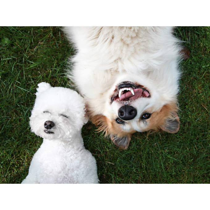 canned pet food for adult dogs with beef and turkey hearts - 3