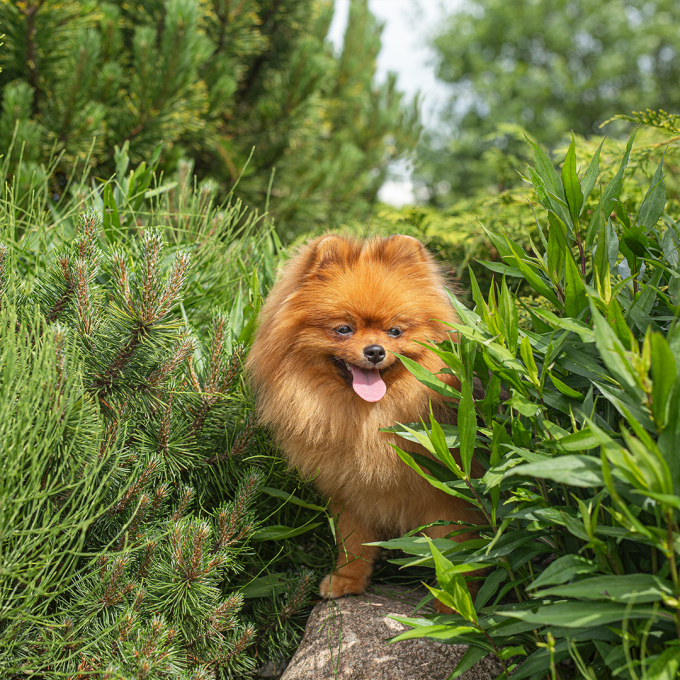 canned pet food for adult small breed dogs with turkey and apples - 3