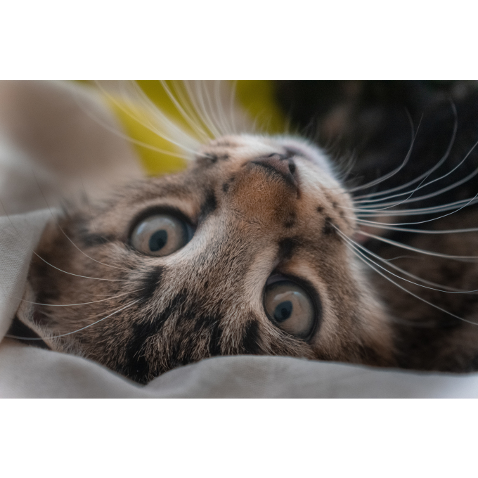 canned pet food for adult cats with white fish - 3