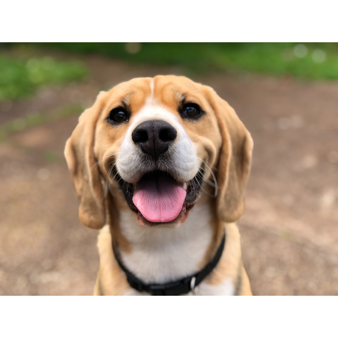 Adult Small Breed Veal &amp; Duck canned food for dogs - 4