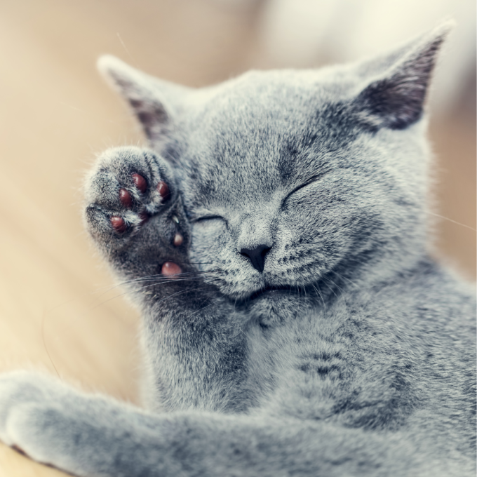 complementary feed for adult cats for skin and coat care - 3