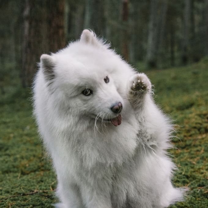 complementary feed for adult dogs for healthy skin &amp; coat - 3