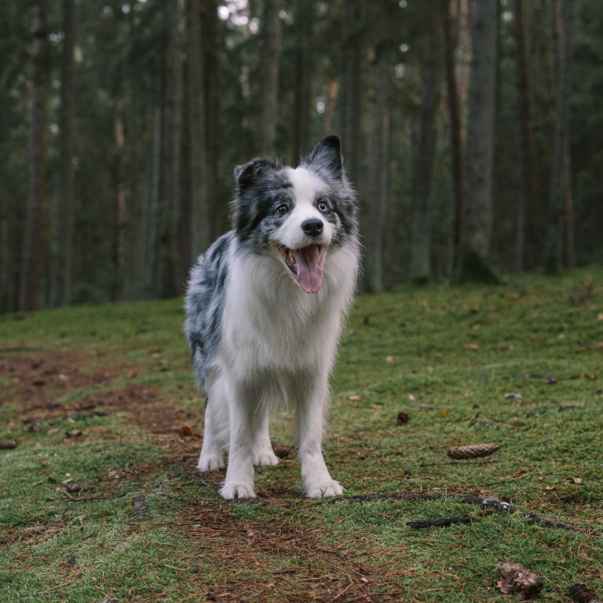 complementary feed for adult dogs for prevention of worms - 3