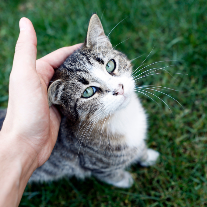 complementary feed for adult cats for immune &amp; digestive system support - 3