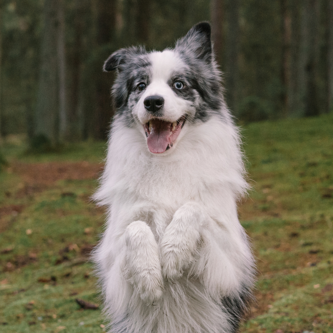 Faugis, complementary feed for adult dogs and cats, wellness formula 5in1 - 3