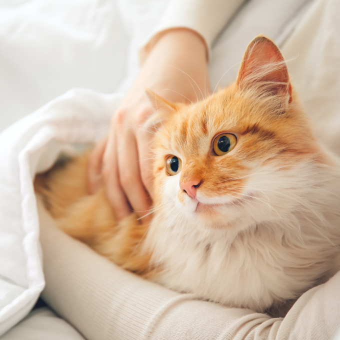 Malt paste, paste for sterilized cats promoting hair removal, - 3