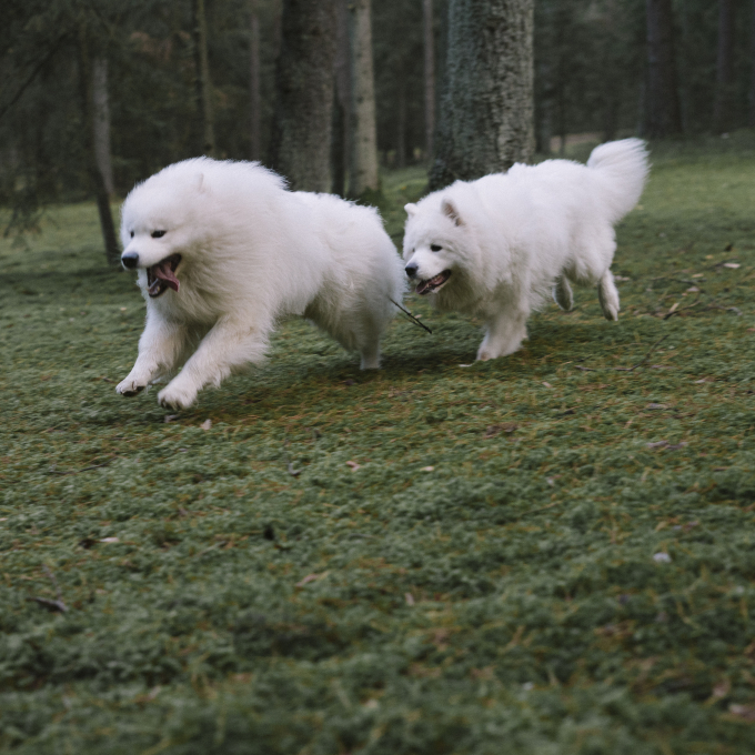 complementary feed for adult dogs for joint &amp; tissues support - 3