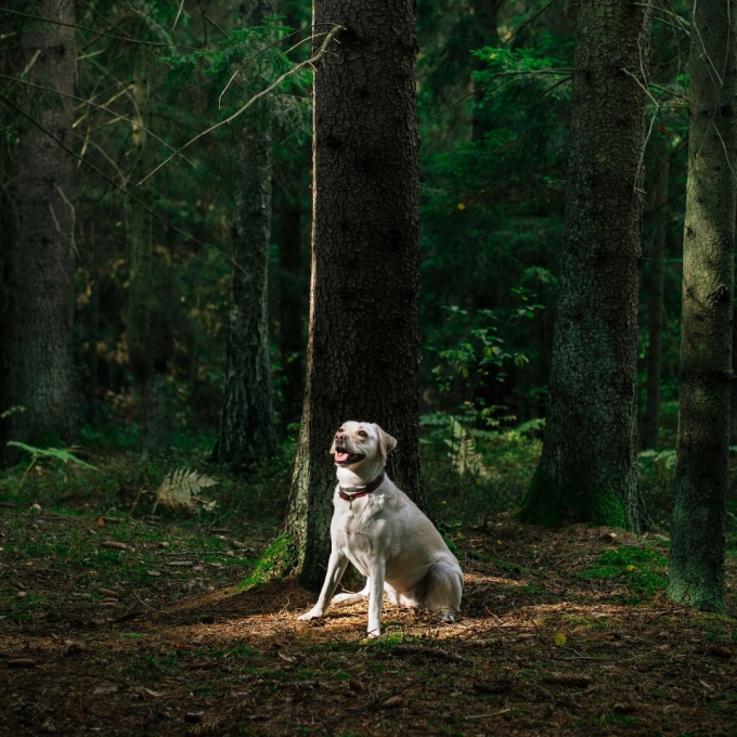 complementary feed for adult dogs for immune system support - 3