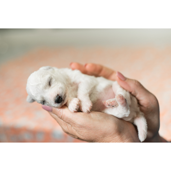 milk replacer for puppies for bone development &amp; growth - 3