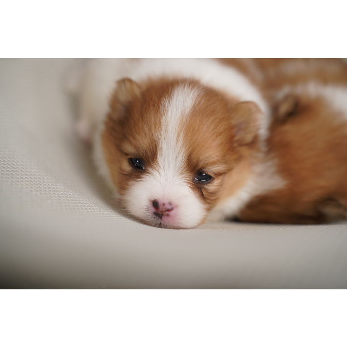 complementary feed for puppies for bone development &amp; healthy growth - 3