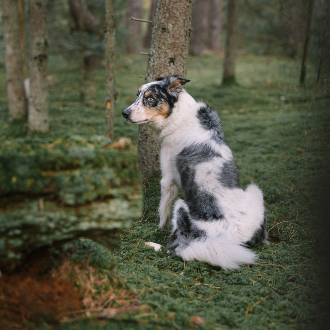 complementary feed for adult dogs for prevention of consuming feces - 3