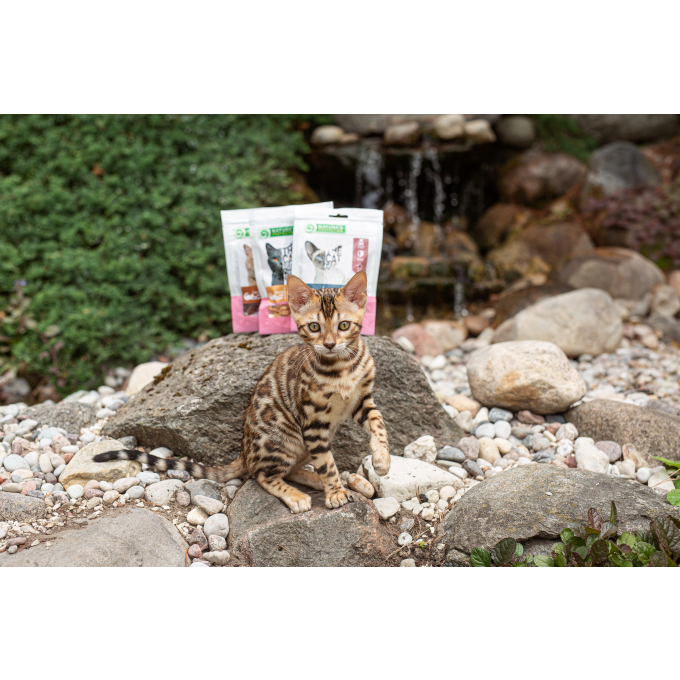 snack for cats with chicken and blueberries - 3
