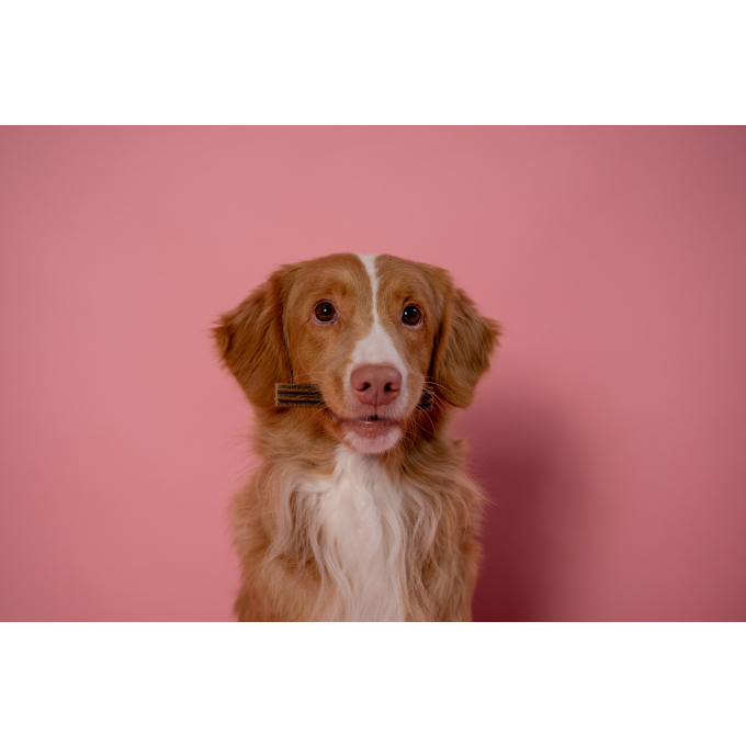 aanvullend graanvrij voer - snacks voor volwassen honden van alle rassen met rode vacht met zalm - 1