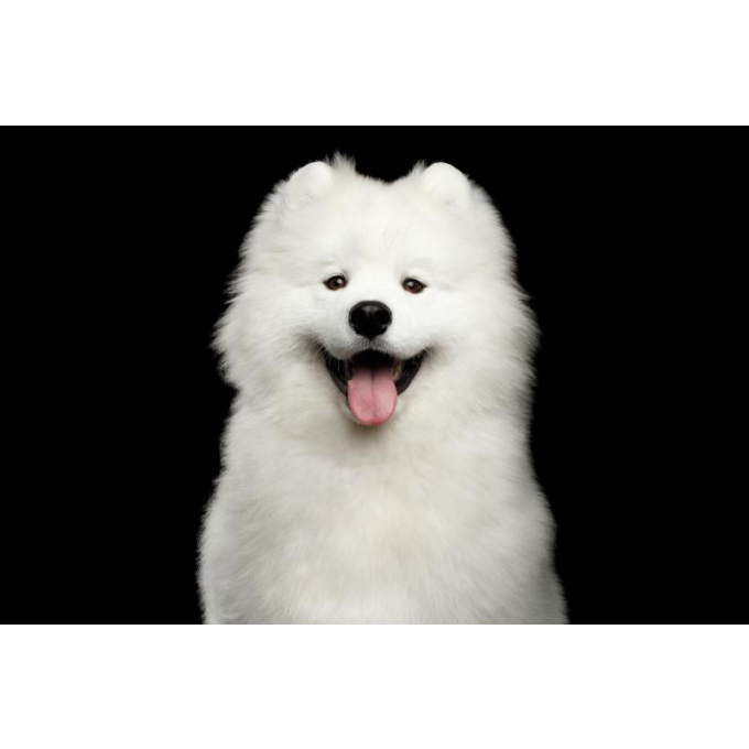 complementary grain free feed - snacks to support healthy growth and development with insects for junior all breed dogs with white coat - 15