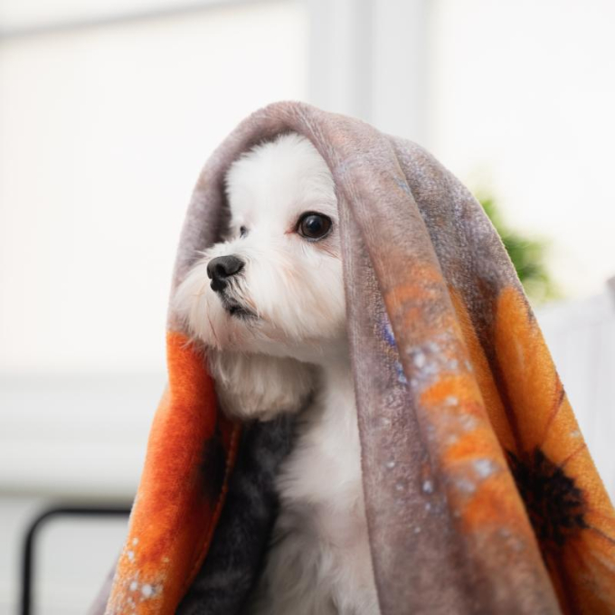 soft blanket, with an australian shepherd applique, multicolored - 2